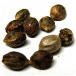 Семена марихуаны АК-47  (Seeds AK-47) в Вольске